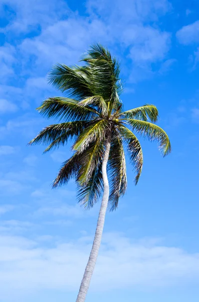 Palm tree Stock Image