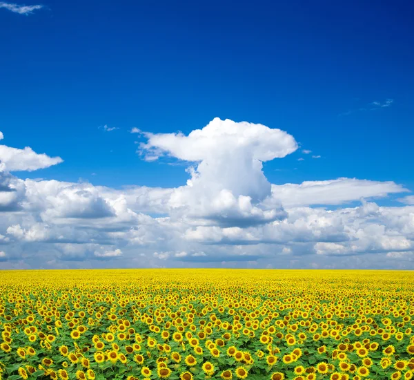 Blühendes Feld von Sonnenblumen — Stockfoto