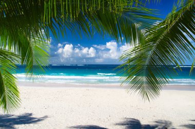 yaprakları palms
