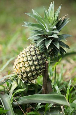 Ananas.
