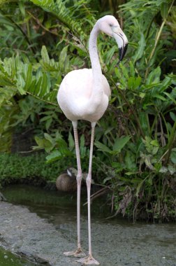 pembe flamingo