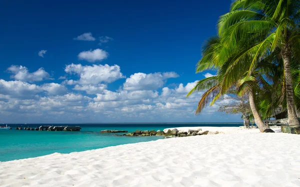 Strand zee palms — Stockfoto