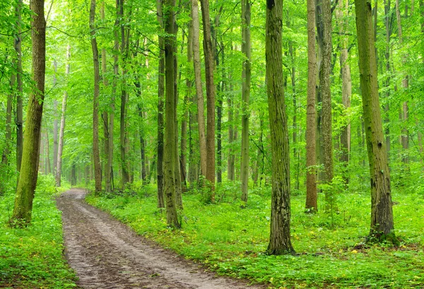 Percorso nella foresta — Foto Stock