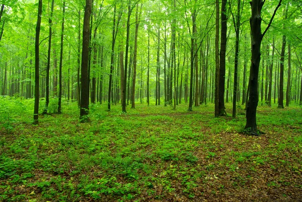 Lente hout — Stockfoto