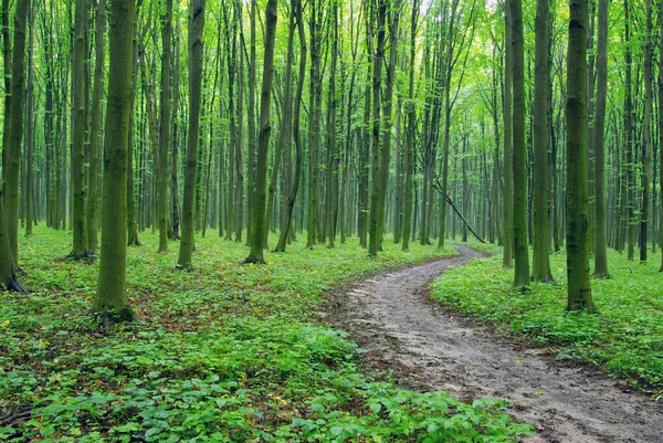 Путь в лес — стоковое фото