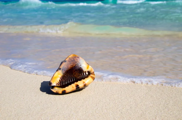 Coquillage océanique — Photo