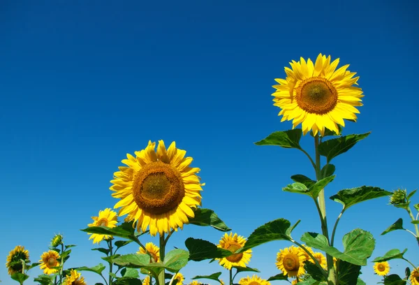 Sonnenblumen — Stockfoto