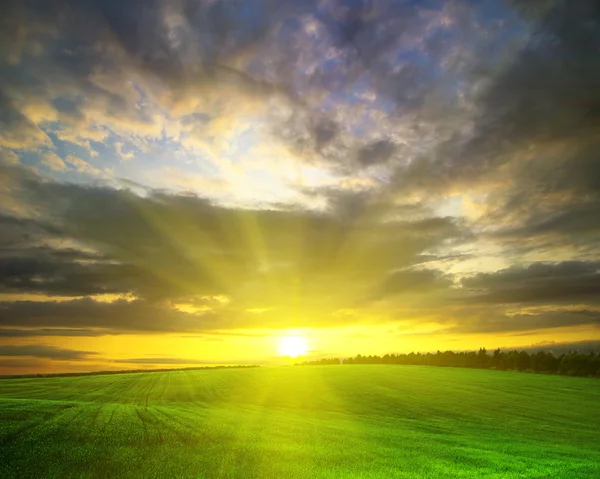 Green field with sunset — Stock Photo, Image