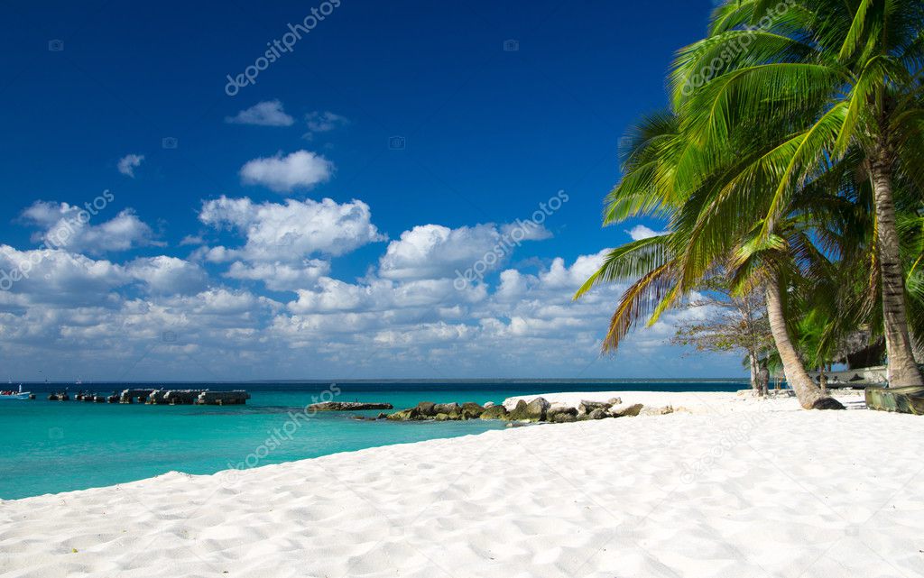 Beach sea palms
