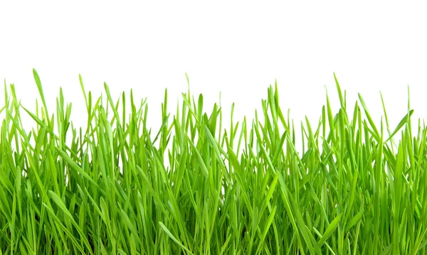 Green grass Royalty Free Stock Images