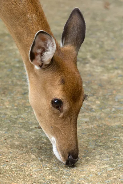 オジロ鹿シカ — ストック写真