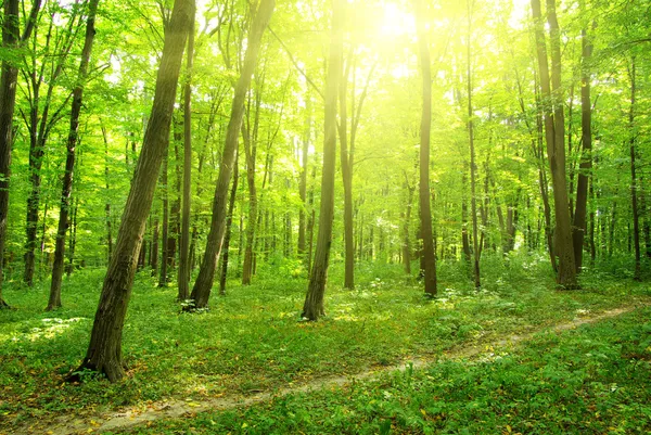 Luce solare in legno verde — Foto Stock