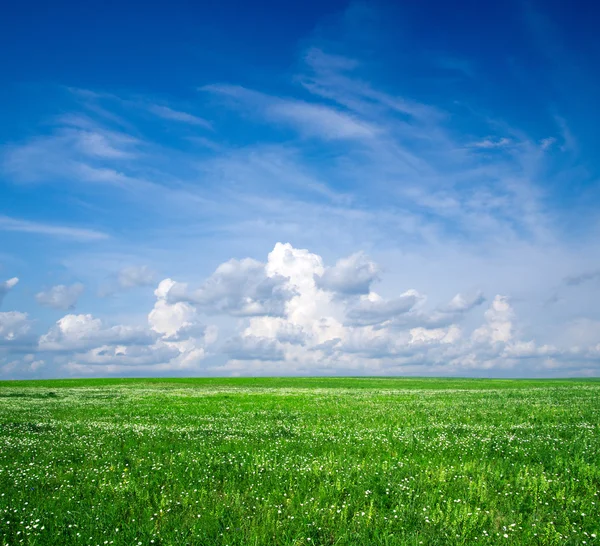 Grönt fält — Stockfoto