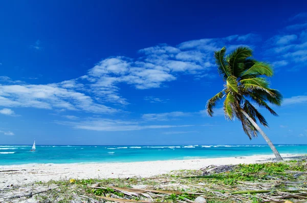 Palm på havet — Stockfoto