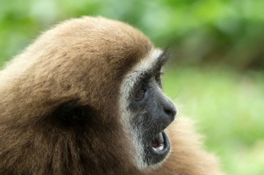 Gibbon 