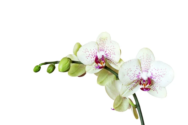 Orquídea — Fotografia de Stock