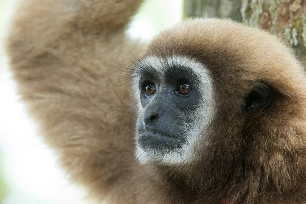 Gibbon. — Foto de Stock