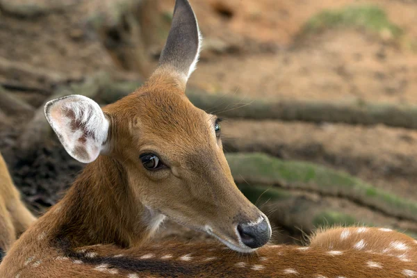 Deer — Stock Photo, Image