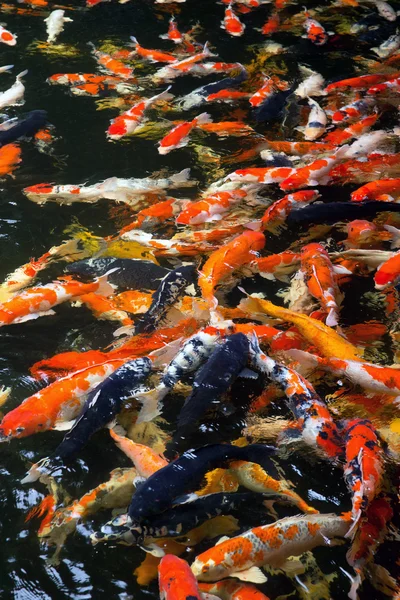 Carps swimming — Stock Photo, Image