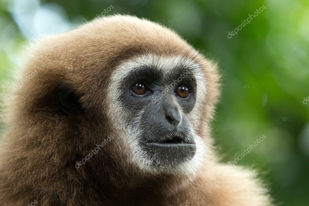 Gibbon Stockfotografie lizenzfreie Fotos © Pakhnyushchyy 43844427