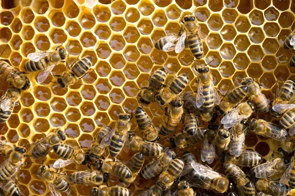 Včely na honeycells — Stock fotografie