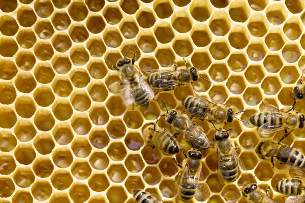 Las abejas en las células de miel —  Fotos de Stock