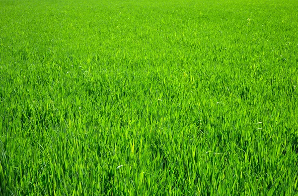 Green grass — Stock Photo, Image