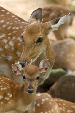 Whitetail geyikler