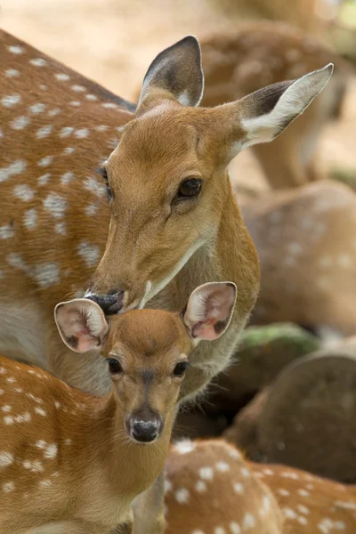 Whitetail deers — Stock Photo, Image
