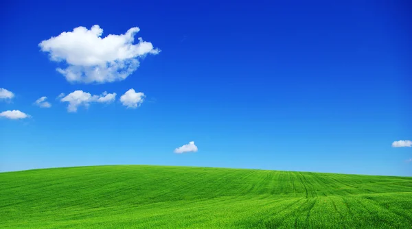 Campo de verano verde — Foto de Stock