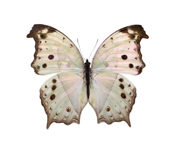 Papillon — Photo