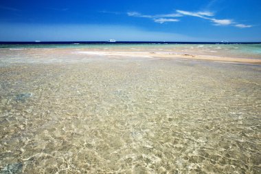 tropik deniz 