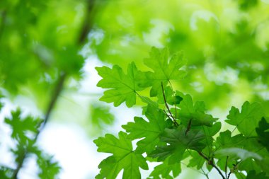 yeşil yapraklar arkaplan 