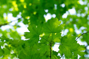 Doğal yeşil arkaplan 