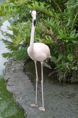  Flamingolar 