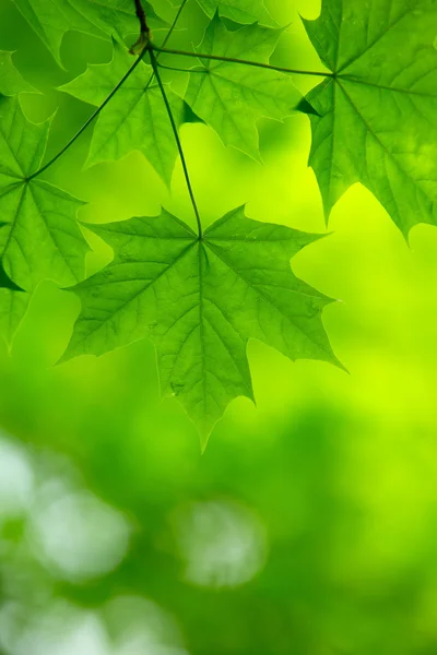 Folhas verdes fundo — Fotografia de Stock