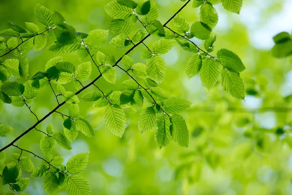 Hojas verdes fondo —  Fotos de Stock