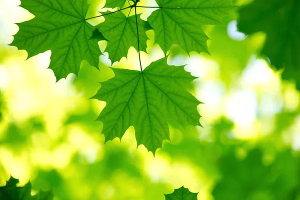 Gröna blad bakgrund — Stockfoto