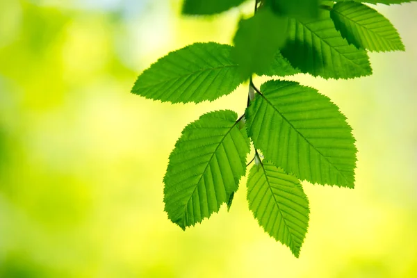 Hojas verdes fondo —  Fotos de Stock