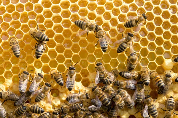 Bijen op honeycells — Stockfoto