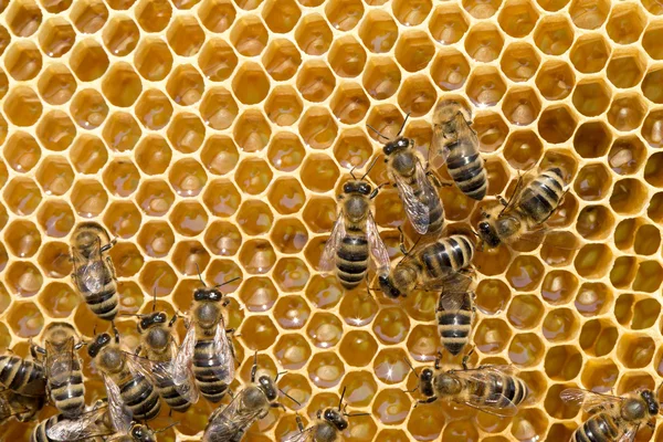 Honeycells 上の蜂 — ストック写真