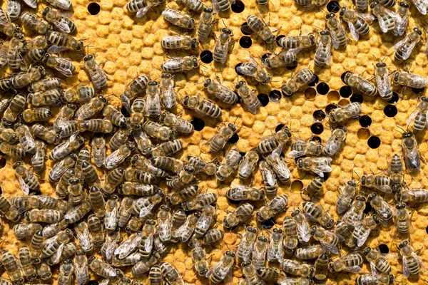Pszczoły na honeycells — Zdjęcie stockowe