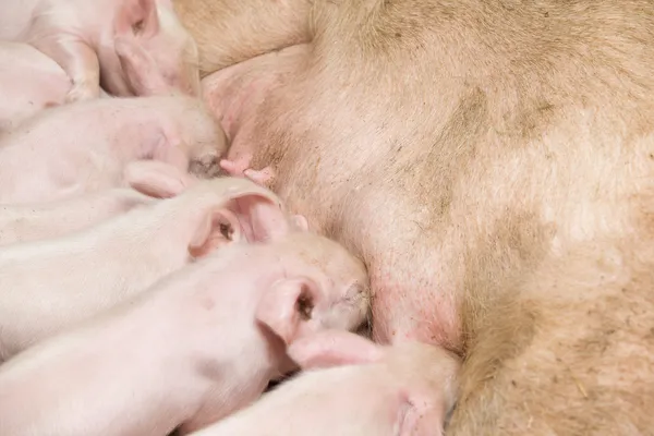Küçük domuzcuklar — Stok fotoğraf