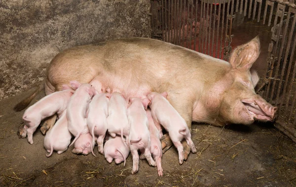 Little piglets — Stock Photo, Image