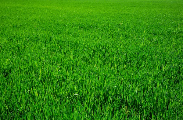 Grünes Gras — Stockfoto