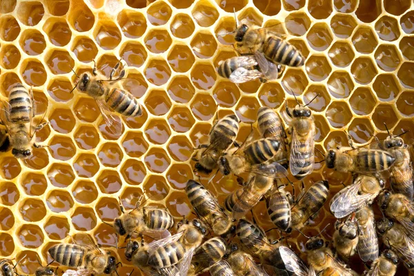 Les abeilles sur les cellules de miel — Photo