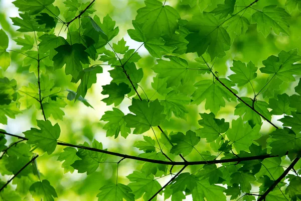 Hojas verdes — Foto de Stock