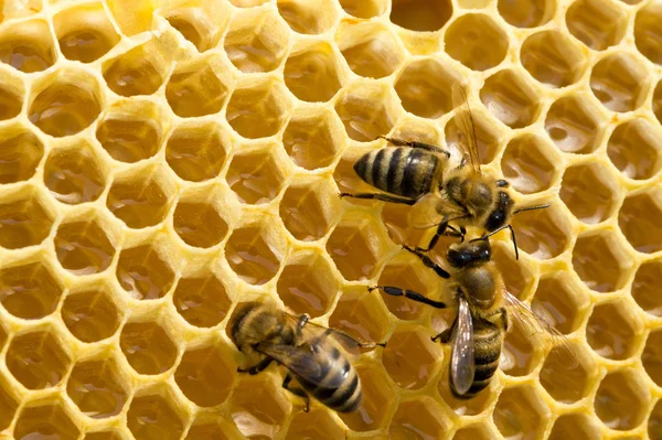 Bijen op honeycells — Stockfoto