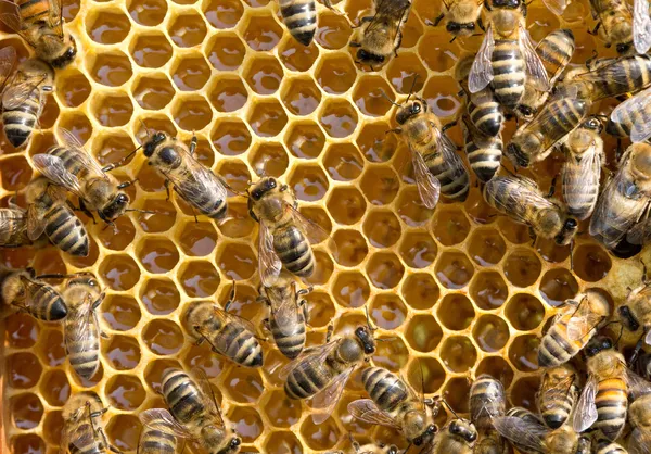 Bienen auf Honigzellen — Stockfoto