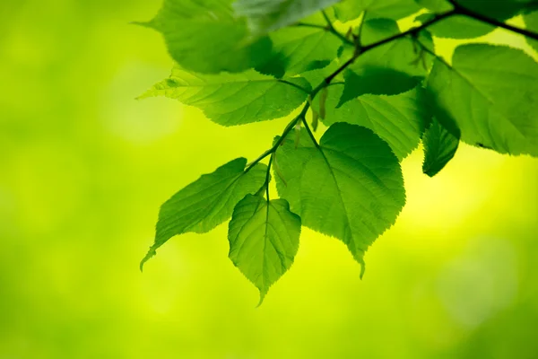 Fundo verde natural — Fotografia de Stock
